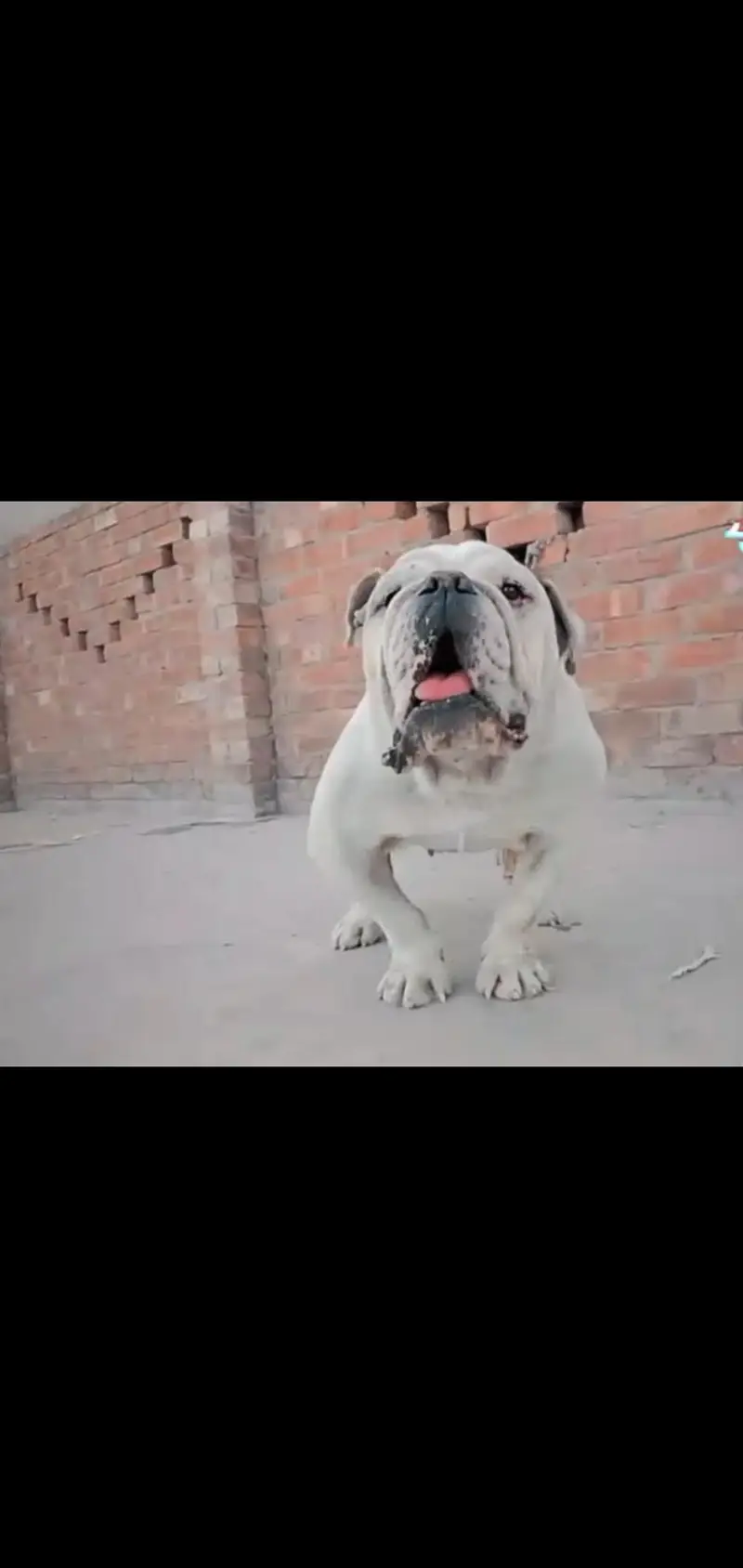 British Bull Dog — photo 2