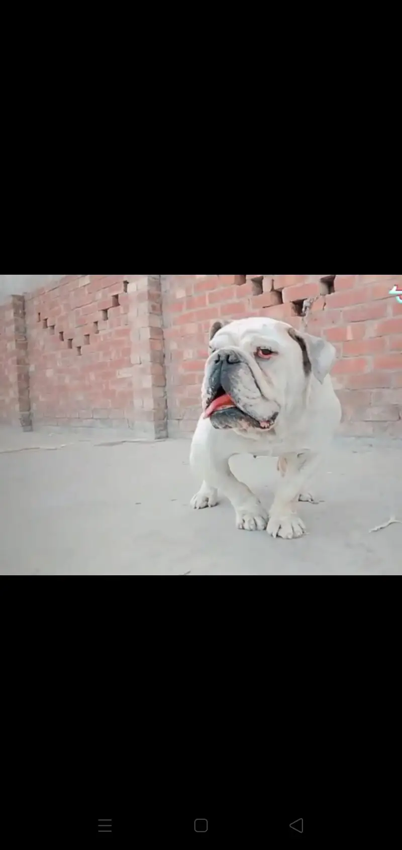 British Bull Dog — photo 3
