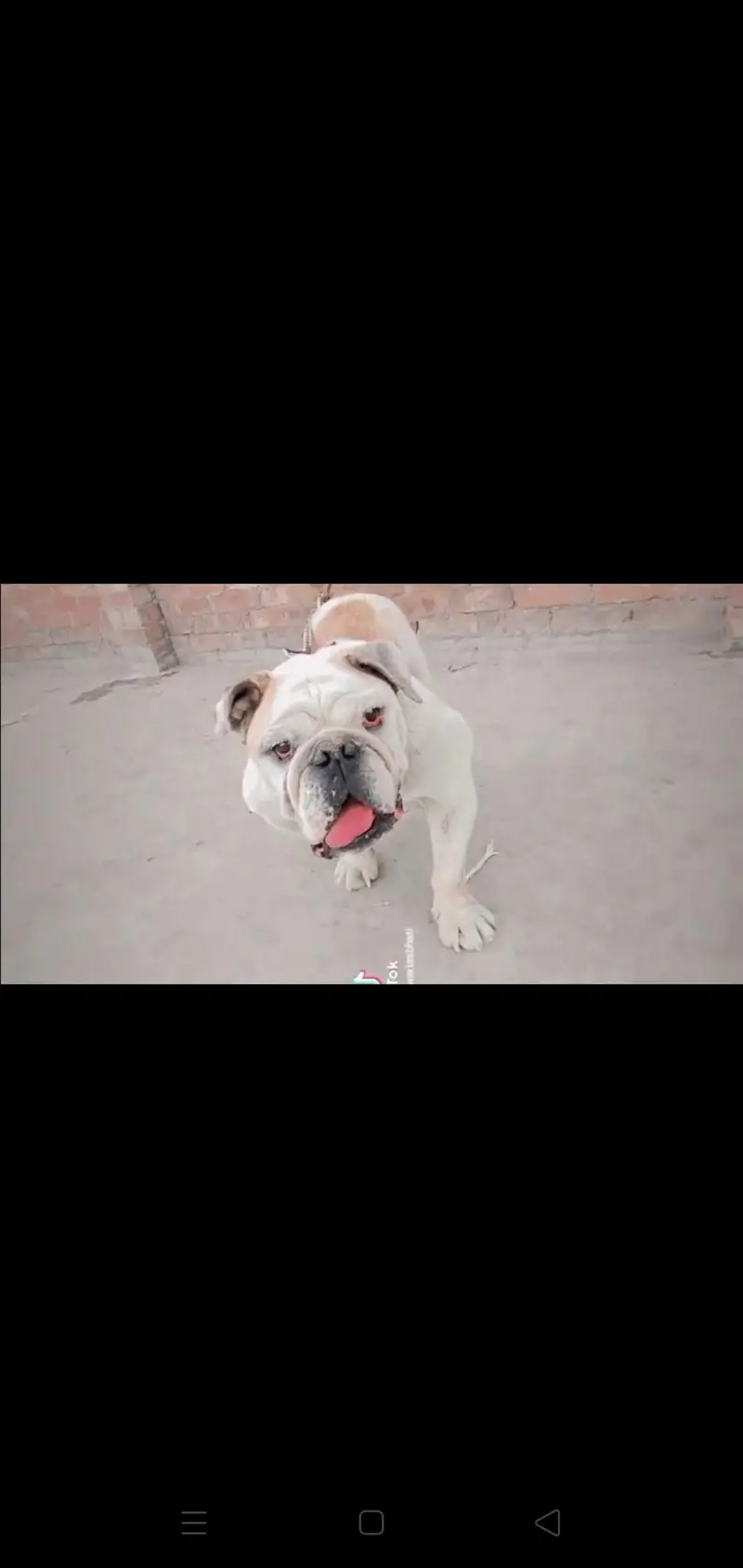 British Bull Dog — photo 4