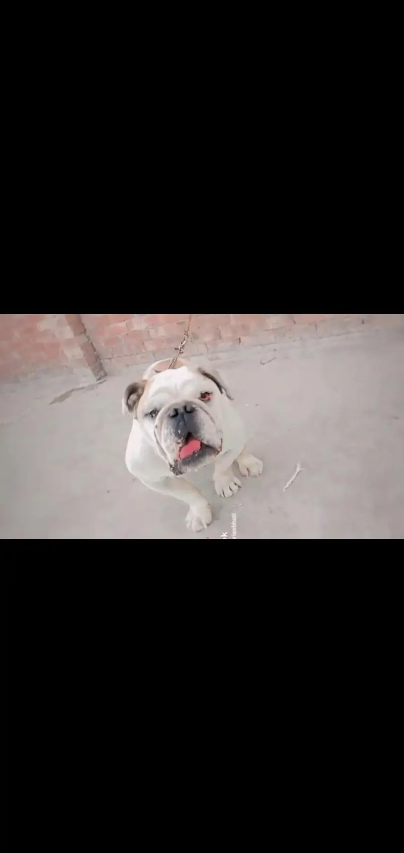 British Bull Dog — photo 5