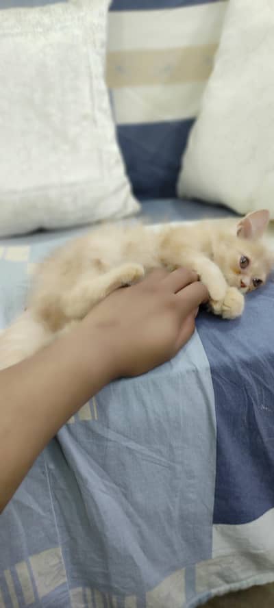 Persian Kittens