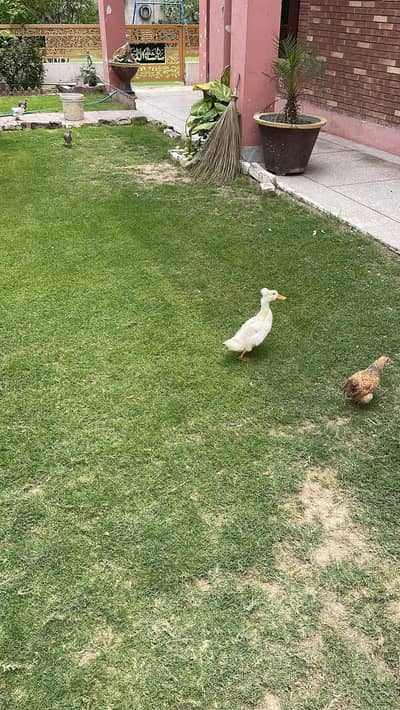 Crusted Duck 03237480898 female teen bacche 3:30 mah ke