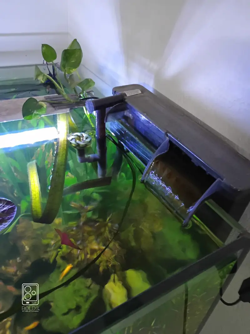 2ft x 2ft x 2ft Cube 12 mm planted aquarium with wooden cabinet — photo 4