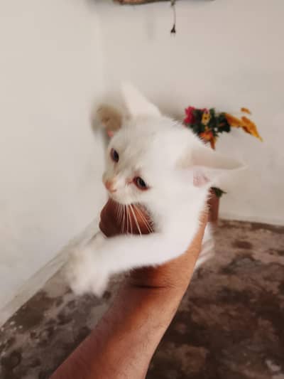 catss