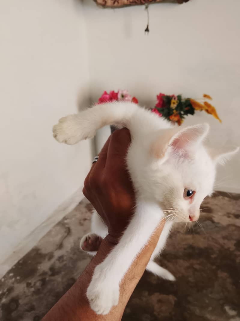 catss 1