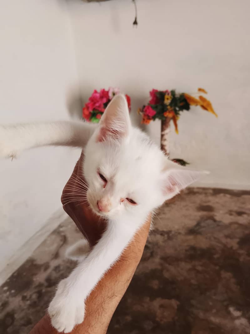 catss 2