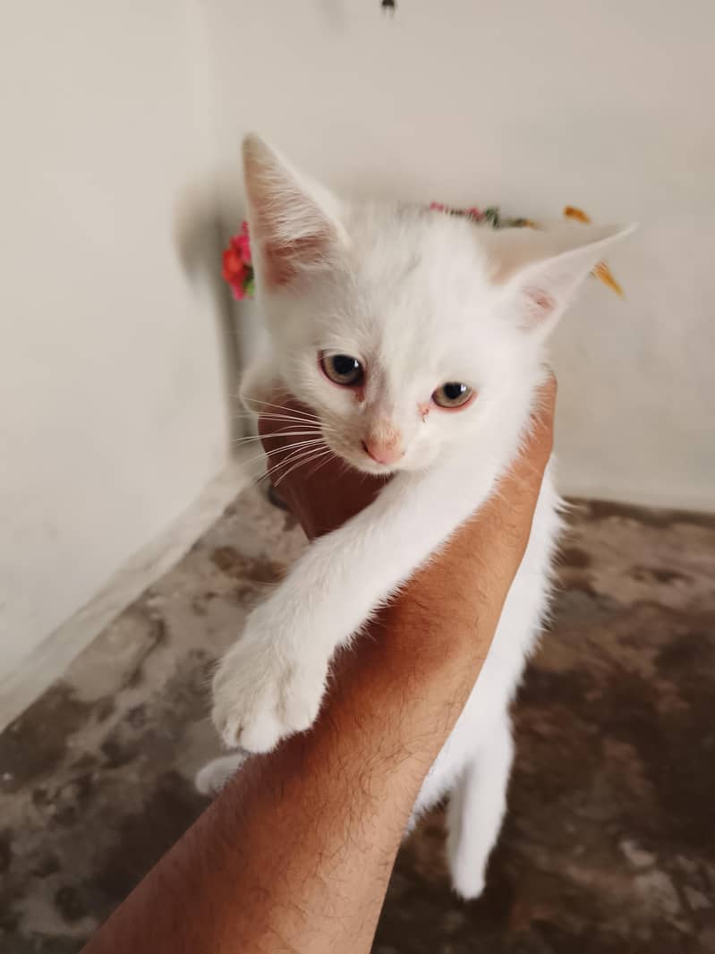 catss 3