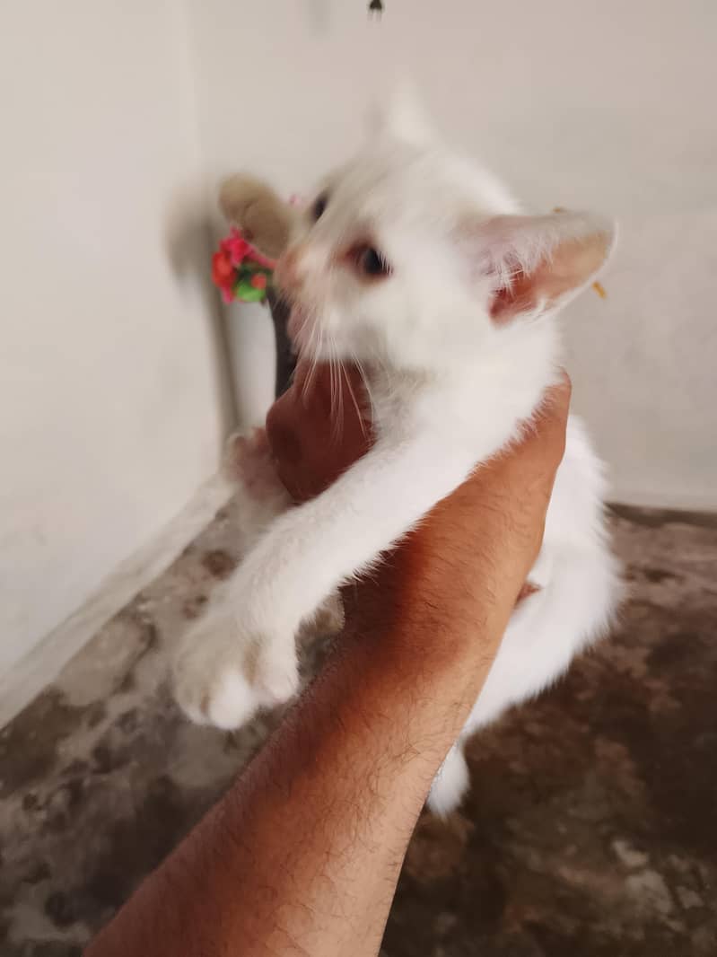catss 4