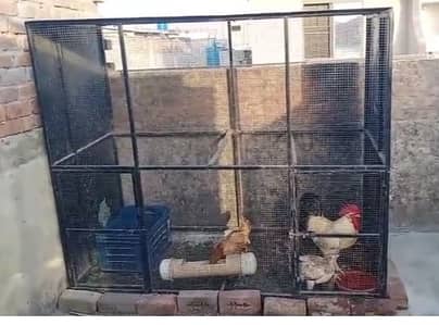 Hen Cages