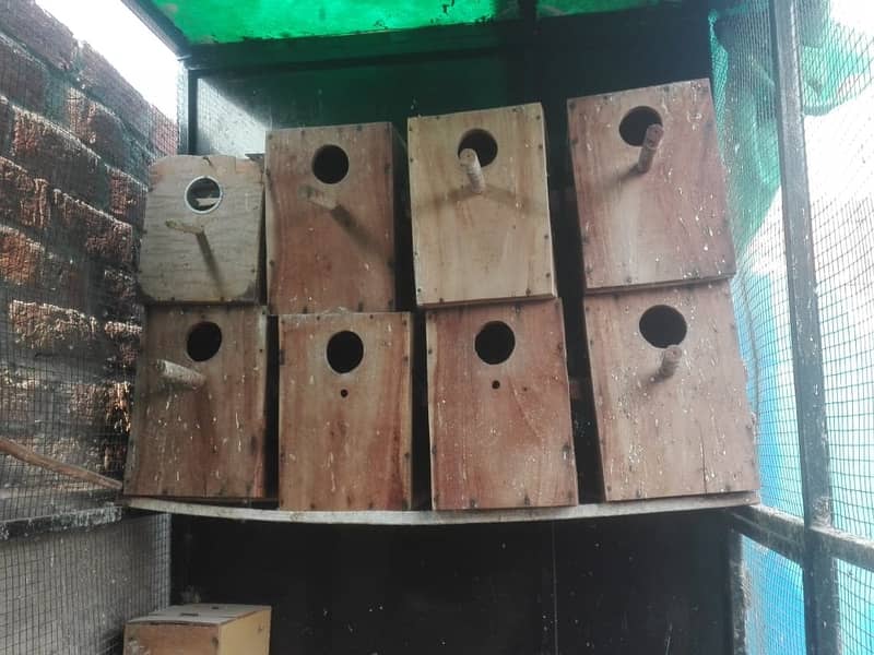 Hen Cages 5
