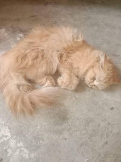 Persian Cat