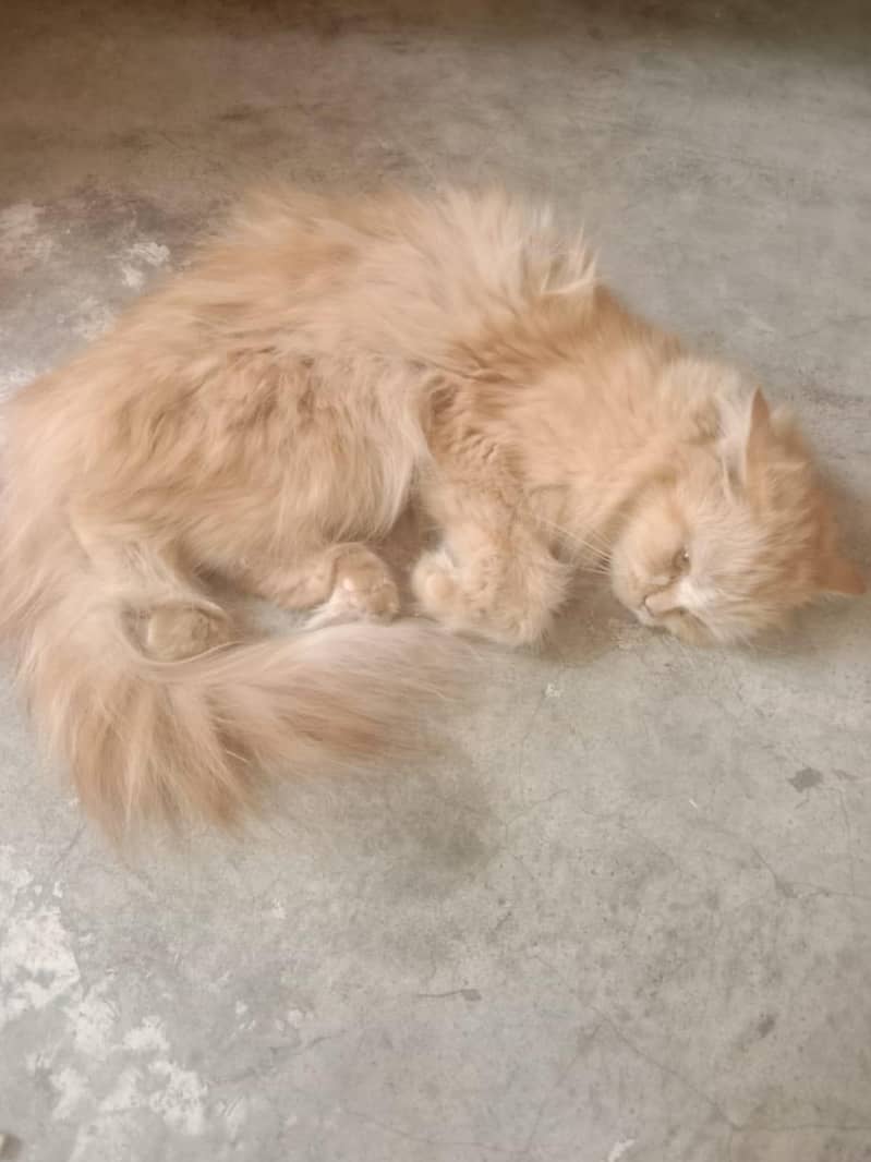 Persian Cat 0