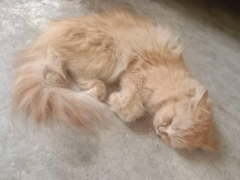 Persian Cat 1