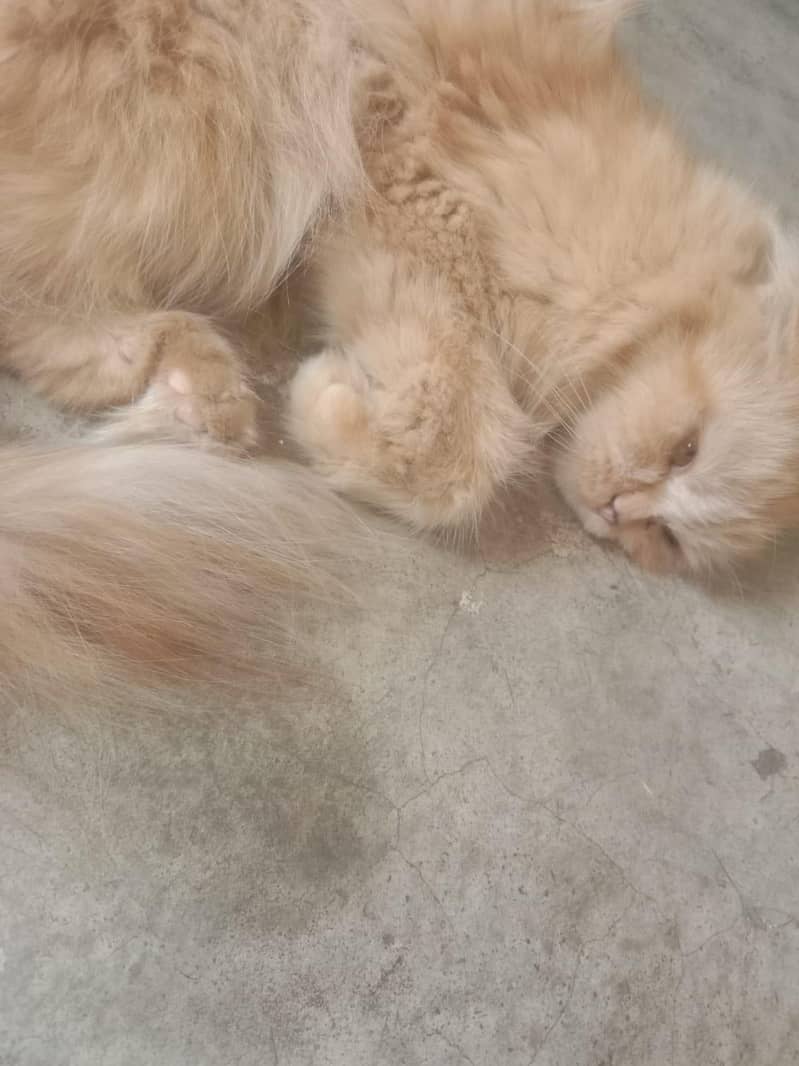 Persian Cat 2