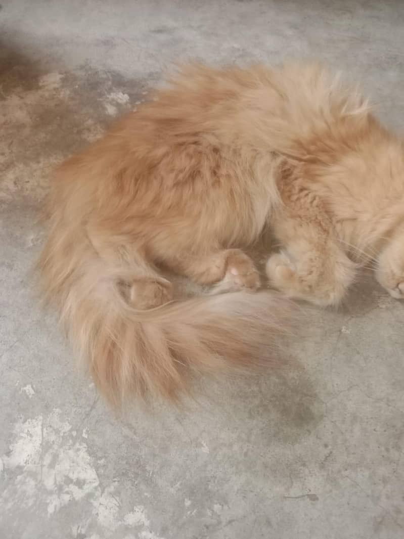 Persian Cat 3