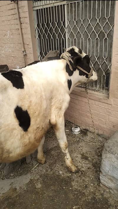 pure Friesian bachri for sale
