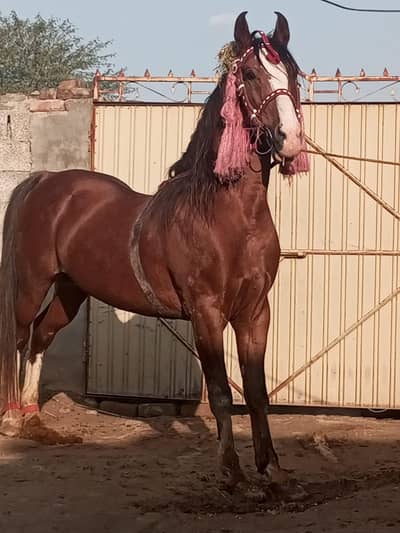 Male Horse