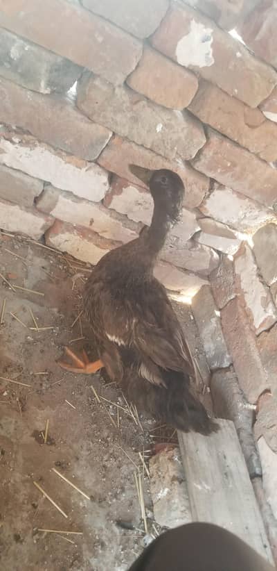 Male duck