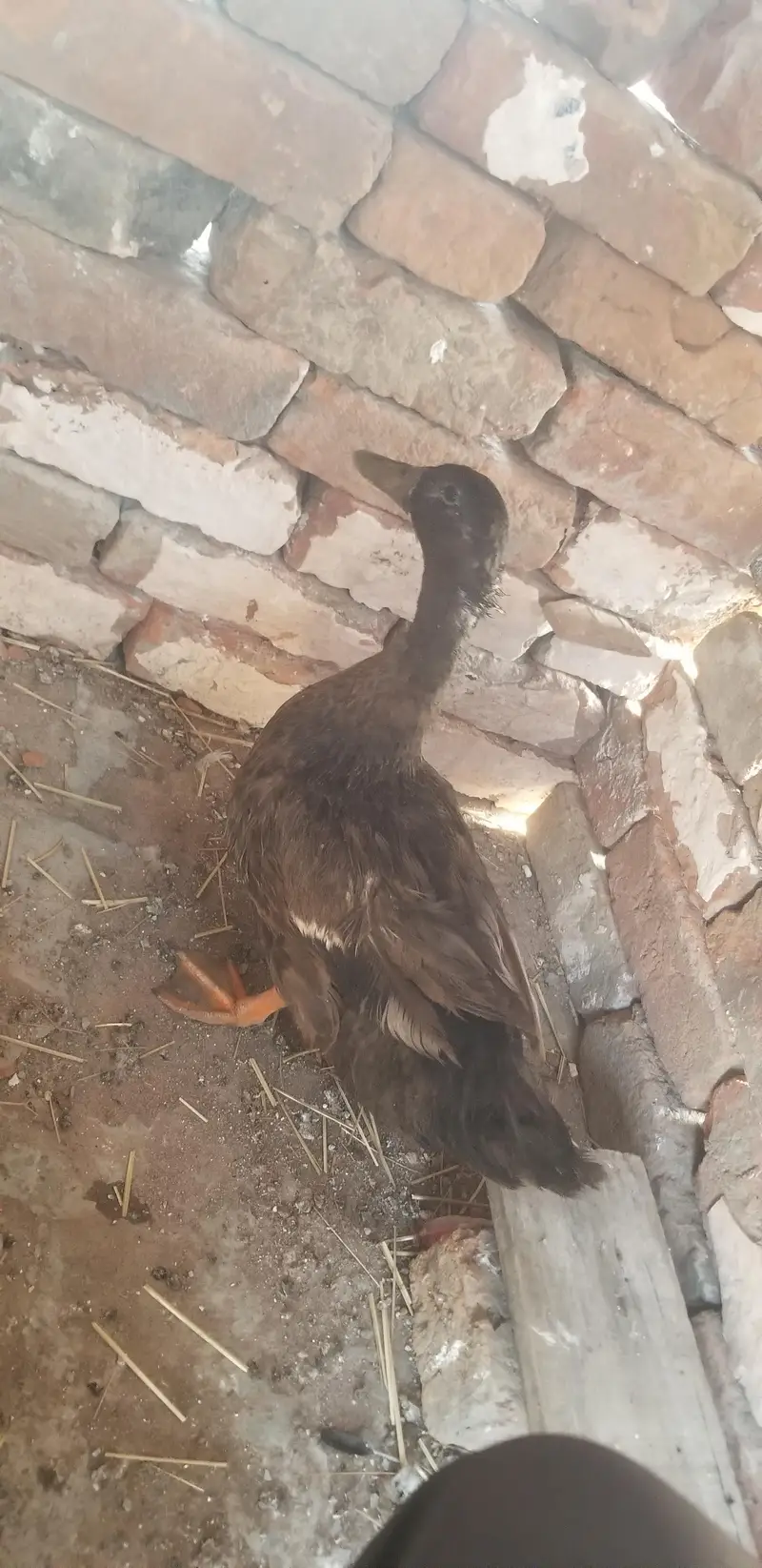 Male duck