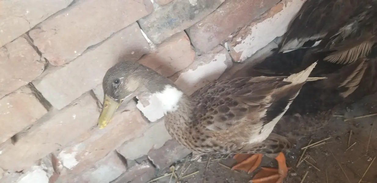 Male duck — photo 2