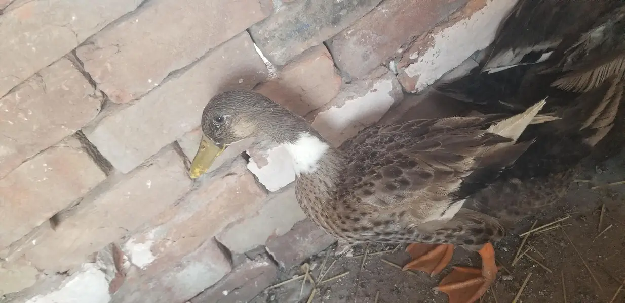 Male duck — photo 3