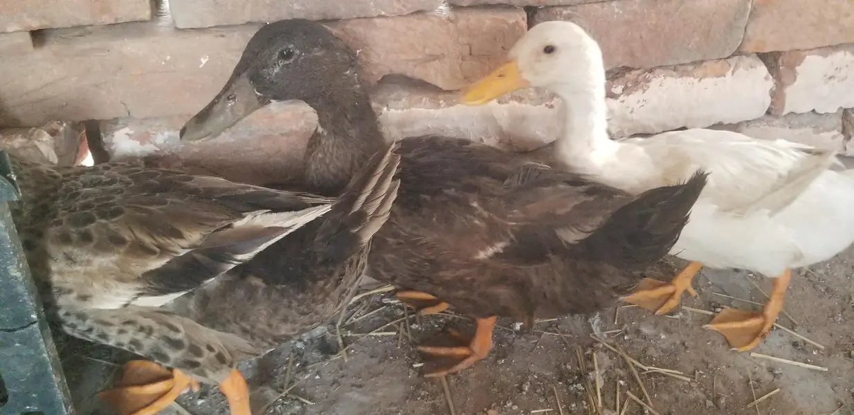 Male duck — photo 4