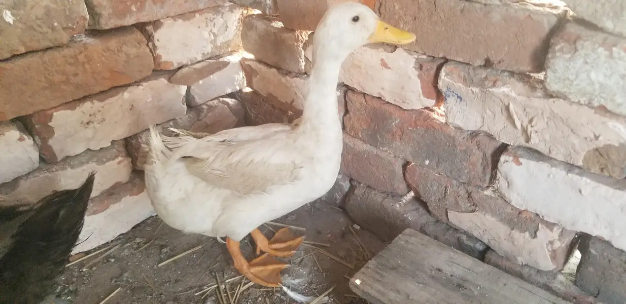 Male duck — photo 5
