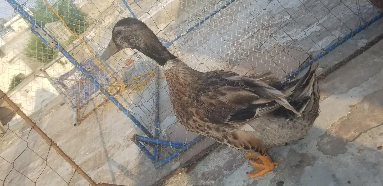 Male duck — photo 6