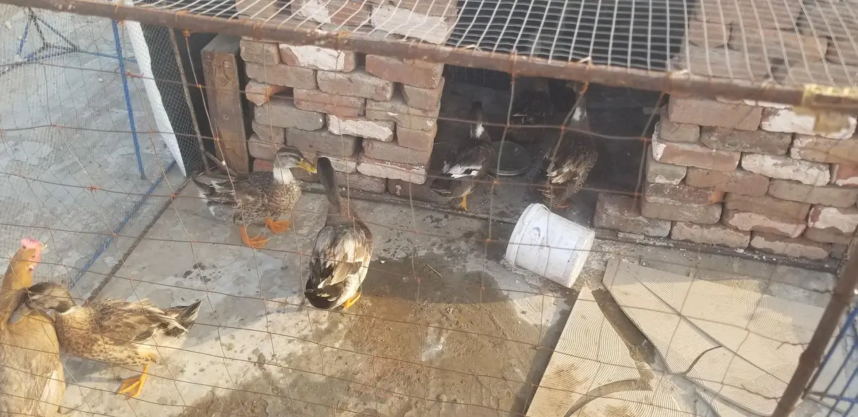 Male duck — photo 7