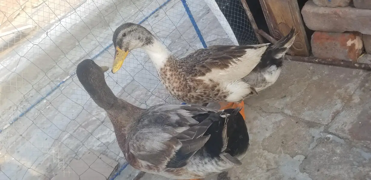 Male duck — photo 8