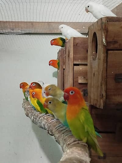 love bird 