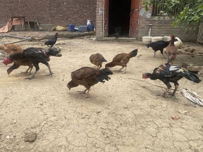 Dogla desi murgiye for sale