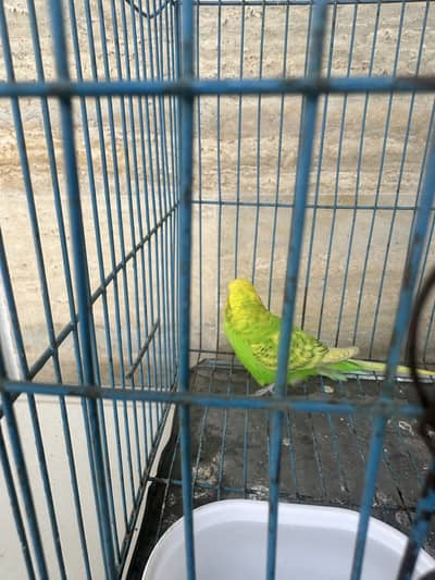 Australian parrot