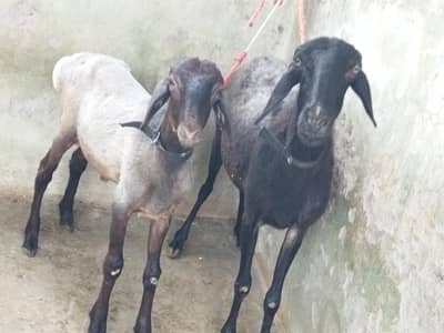 Beautiful Dumbi with Male kid