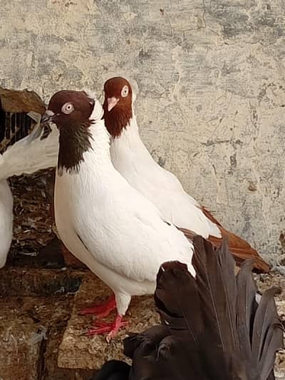 Nun breader pair
