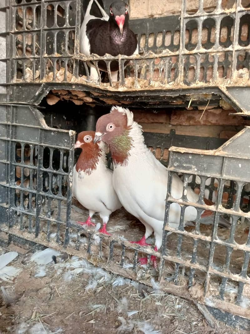 Nun breader pair 1