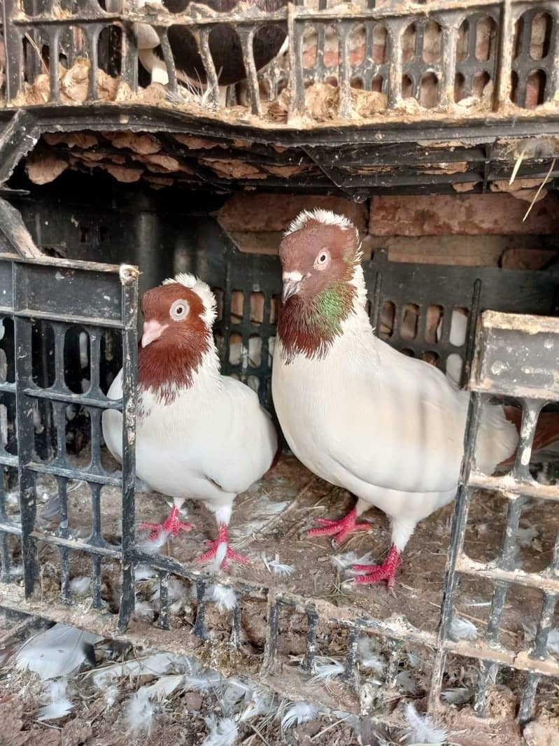 Nun breader pair 2