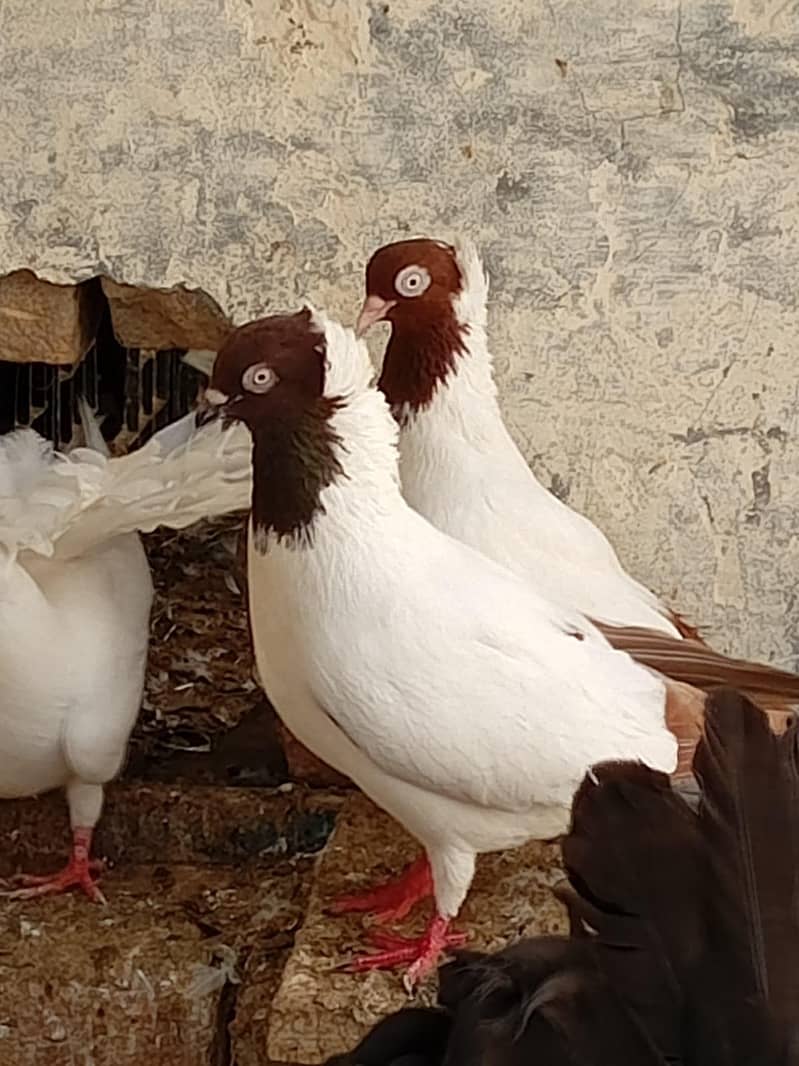 Nun breader pair 3
