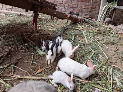 Rabbit Cute Pets