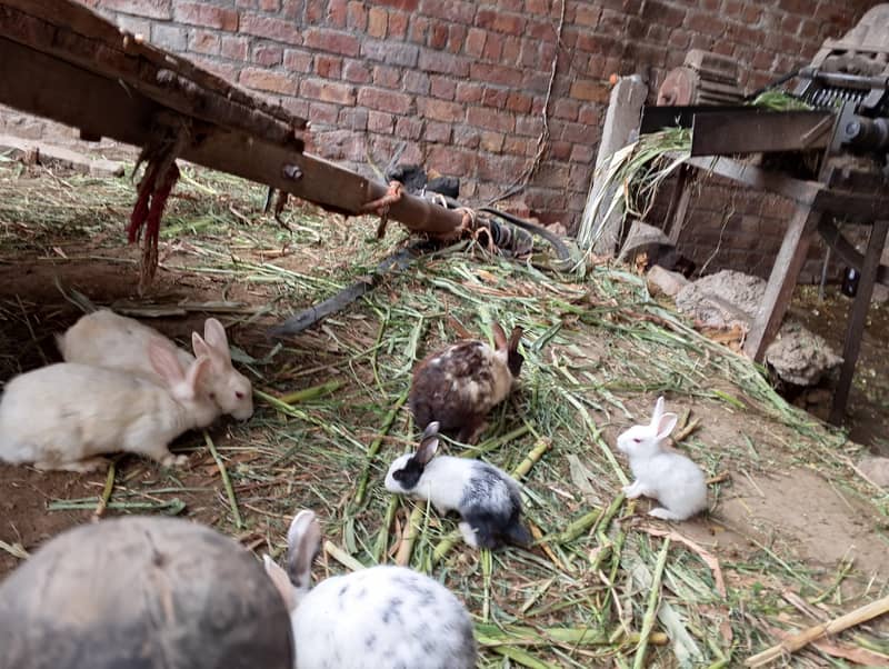 Rabbit Cute Pets 1