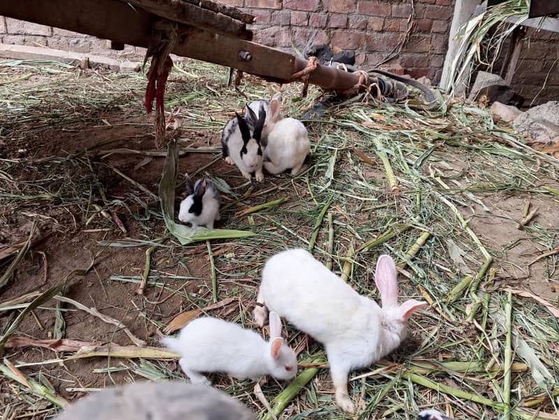 Rabbit Cute Pets 2