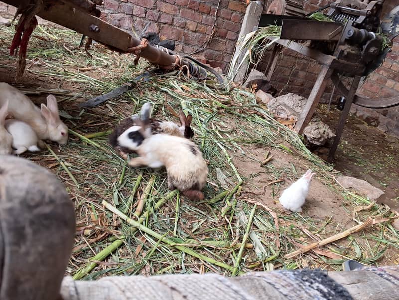 Rabbit Cute Pets 3
