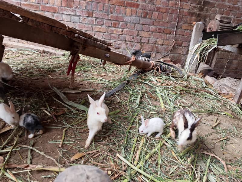 Rabbit Cute Pets 4