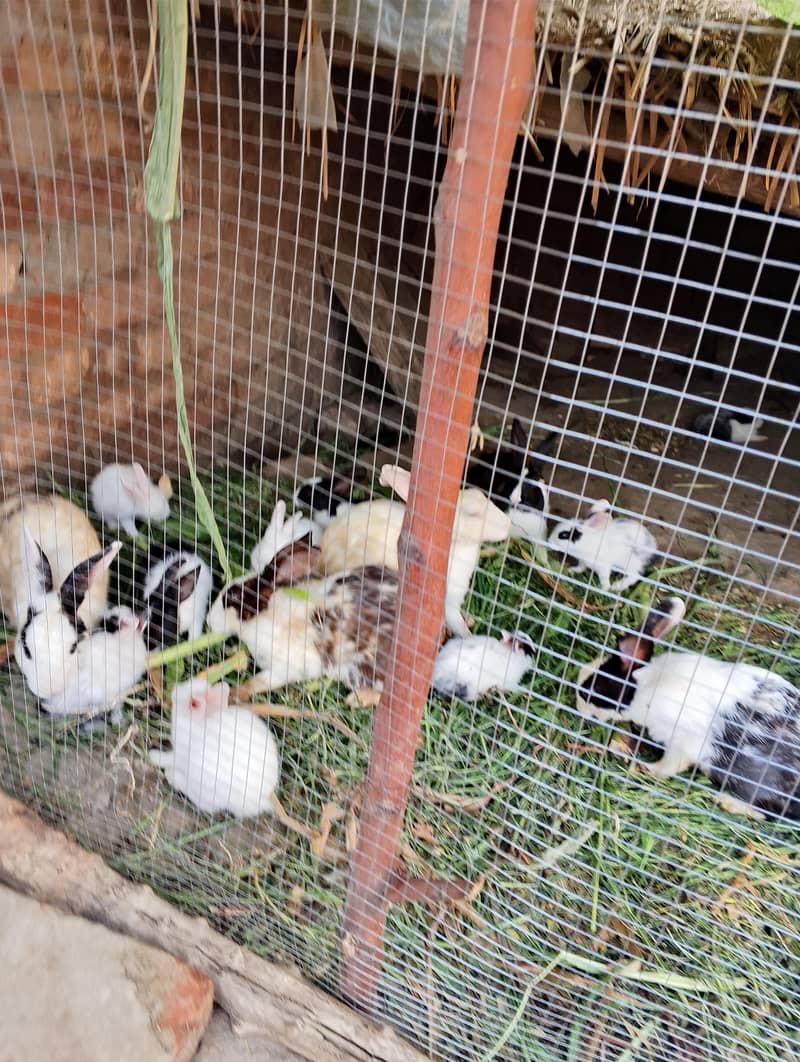 Rabbit Cute Pets 5