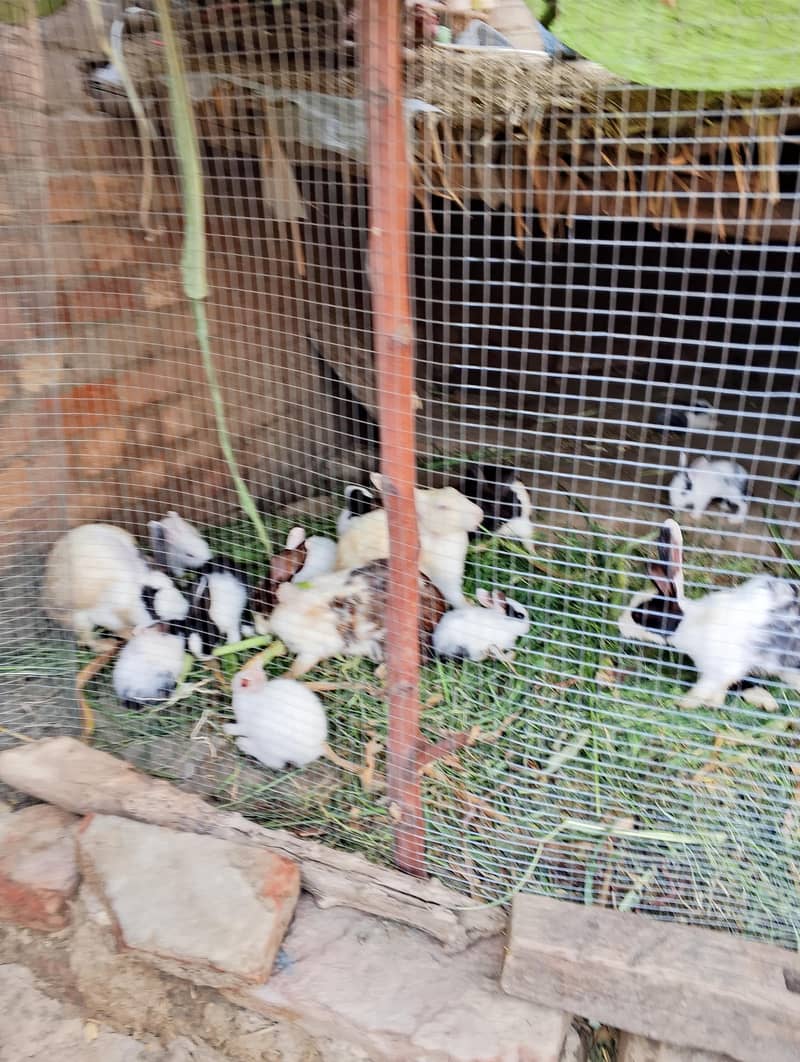 Rabbit Cute Pets 6