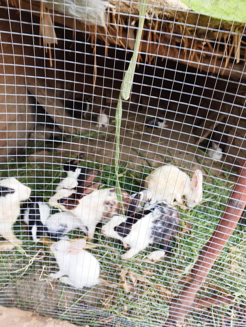 Rabbit Cute Pets 7