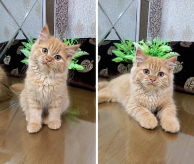 Persian Kittens | Triple Coated | Fluffy Kittens | For Sale | COD Ava