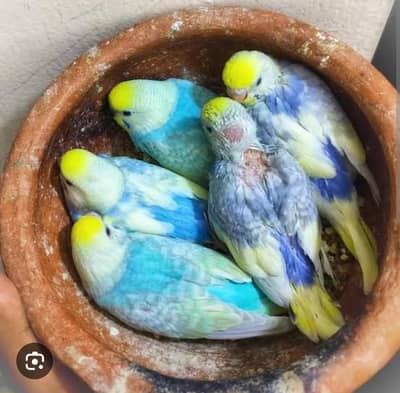 Rambo budgies