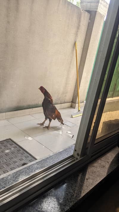 mianwali pure breed birds