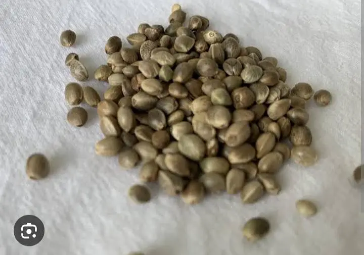bhang seeds | hemp seeds  for birds and live stock 1 kg rate